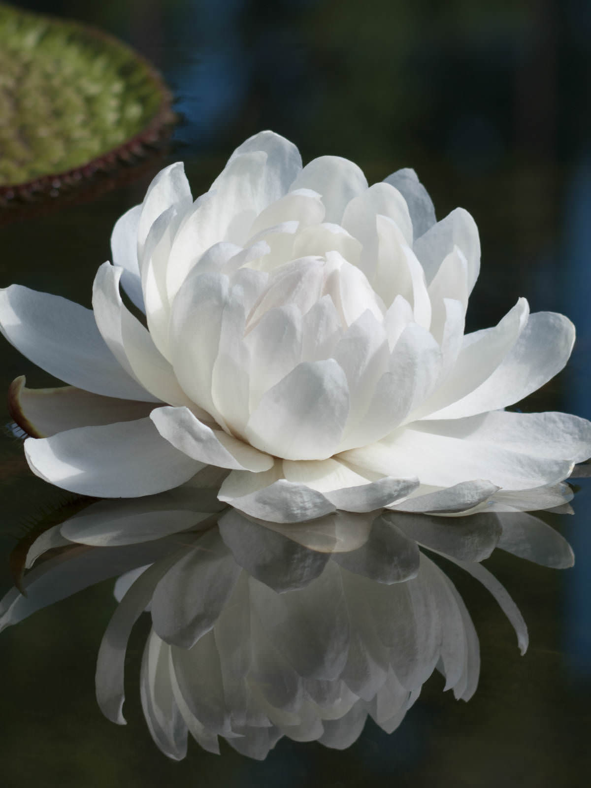 Victoria amazonica - Amazon Water Lily | World of Flowering Plants