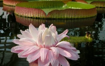 Victoria amazonica – Amazon Water Lily Victoria amazonica (Amazon Water Lily)