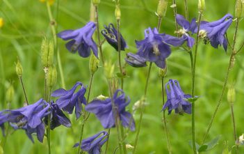 Aquilegia vulgaris – European Columbine Aquilegia vulgaris - European Columbine