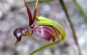 Caleana major – Flying Duck Orchid Caleana major - Flying Duck Orchid