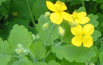 Chelidonium majus – Greater Celandine Chelidonium majus - Greater Celandine