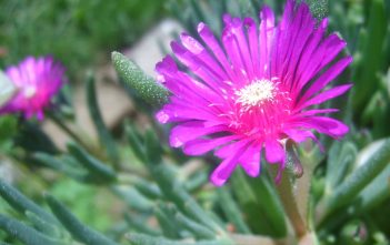 Delosperma cooperi – Pink Carpet Delosperma cooperi - Trailing Ice Plant