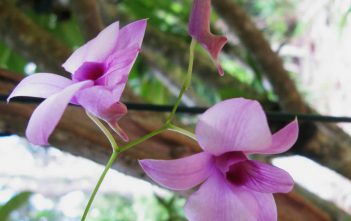 Dendrobium bigibbum – Cooktown Orchid Dendrobium bigibbum - Cooktown Orchid