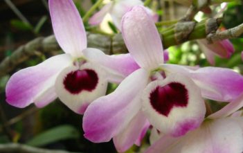 Dendrobium nobile – Noble Dendrobium Dendrobium nobile - Noble Dendrobium