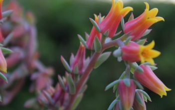 Echeveria elegans – Mexican Snowball Echeveria elegans - Mexican Snowball
