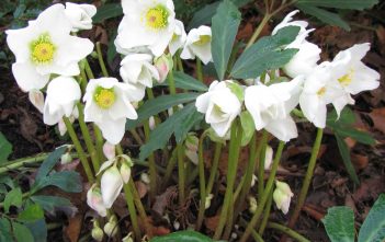 Helleborus niger – Christmas Rose Helleborus niger - Christmas Rose