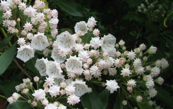 Kalmia latifolia – Mountain Laurel Kalmia latifolia - Mountain Laurel