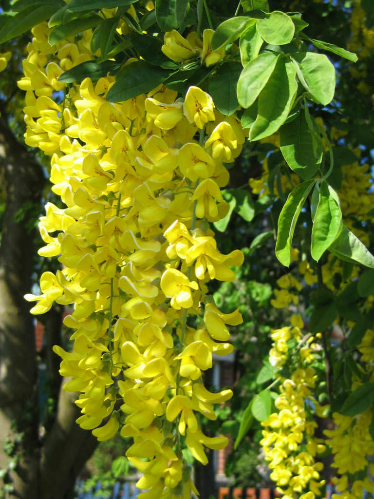 Laburnum anagyroides Common Laburnum, Golden Chain Tree World of