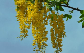 Laburnum anagyroides – Common Laburnum Laburnum anagyroides - Golden Chain Tree