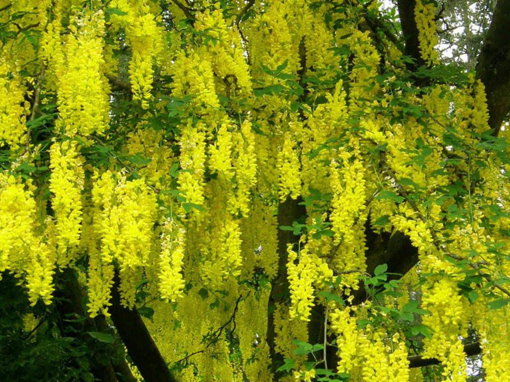 What Do You Like Most About The Poem The Laburnum