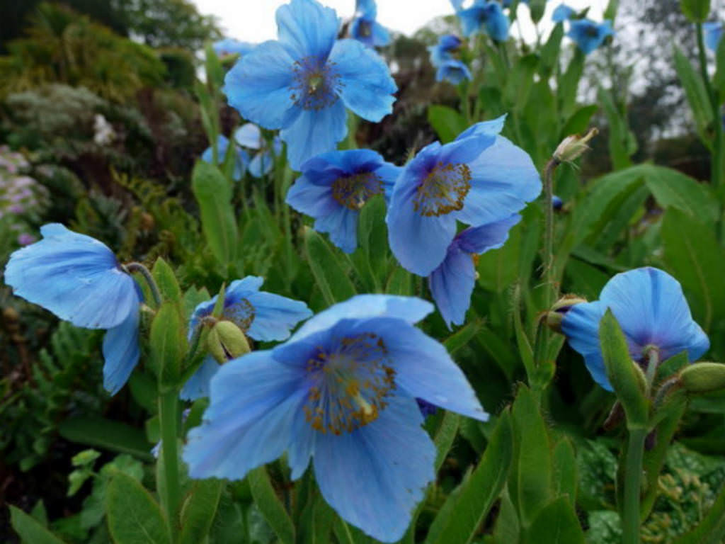 Meconopsis betonicifolia - Himalayan Blue Poppy, Tibetan Blue Poppy