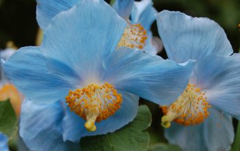 Meconopsis betonicifolia – Himalayan Blue Poppy Meconopsis betonicifolia - Himalayan Blue Poppy