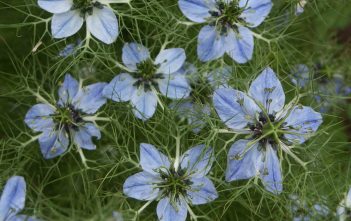 Nigella sativa – Black Cumin Nigella sativa - Black Cumin