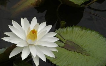 Nymphaea lotus – Tiger Lotus Nymphaea lotus - Tiger Lotus