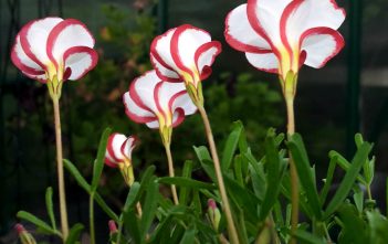 Oxalis versicolor – Candy Cane Sorrel Oxalis versicolor - Candy Cane Sorrel