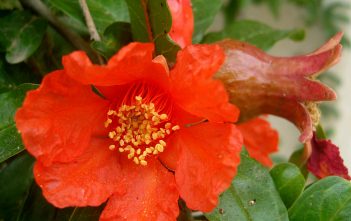 Punica granatum – Pomegranate Punica granatum - Pomegranate