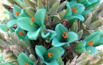 Puya berteroniana – Blue Puya Puya berteroniana - Aqua Sapphire Tower