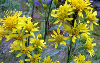 Solidago virgaurea – European Goldenrod Solidago virgaurea - European Goldenrod
