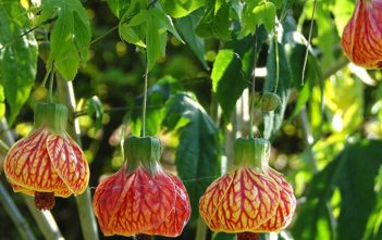 Abutilon pictum – Painted Indian Mallow Abutilon pictum - Painted Indian Mallow