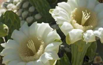 Carnegiea gigantea – Saguaro Cactus Carnegiea gigantea - Saguaro Cactus