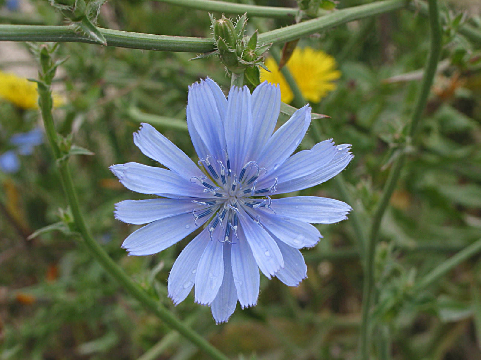 Cichorium intybus Common Chicory World of Flowering Plants