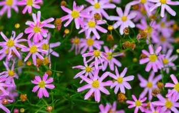 Coreopsis rosea – Pink Tickseed Coreopsis rosea - Pink Tickseed