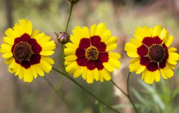 Coreopsis tinctoria – Plains Coreopsis Coreopsis tinctoria - Plains Coreopsis Golden Tickseed