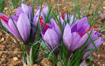 Crocus sativus – Saffron Crocus Crocus sativus - Saffron Crocus