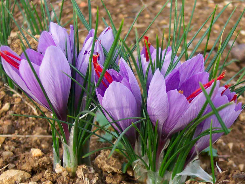 Crocus sativus Saffron Crocus World of Flowering Plants