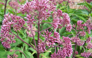 Eutrochium purpureum – Sweet Joe Pye Weed Eutrochium purpureum - Sweet Joe Pye Weed