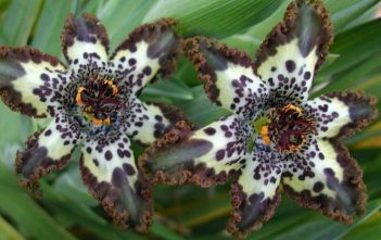 Ferraria crispa – Starfish Lily Ferraria crispa - Starfish Lily