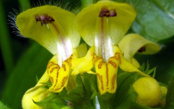 Lamium galeobdolon – Yellow Archangel Lamium galeobdolon - Yellow Archangel