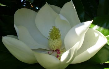 Magnolia grandiflora – Southern Magnolia Magnolia grandiflora - Southern Magnolia