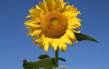 The Story of the Sunflower The Story of the Sunflower