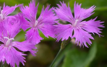 Dianthus caryophyllus – Carnation Dianthus caryophyllus - Carnation