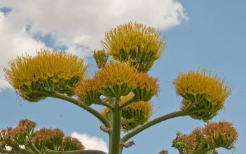 Agave americana – Century Plant Agave americana - Century Plant