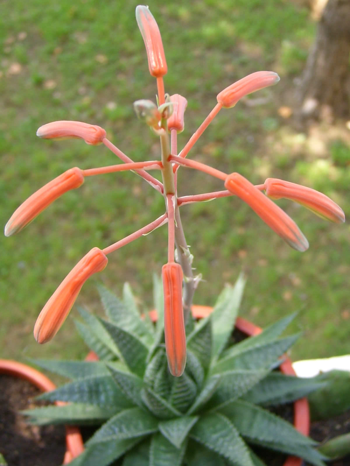 Aloe Aristata Lace Aloe Torch Plant World Of Flowering Plants 9894