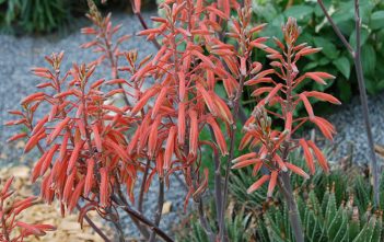 Aloe aristata – Lace Aloe Aloe aristata – Lace Aloe