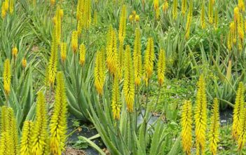 Aloe vera – Medicinal Aloe Aloe vera