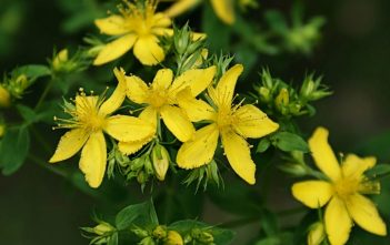 Hypericum perforatum – Common St. John’s Wort Hypericum perforatum - Common St. John's Wort