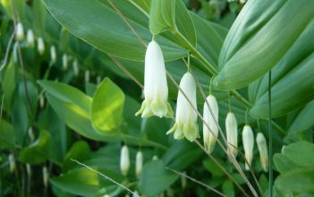 Polygonatum odoratum – Angular Solomon’s Seal Polygonatum odoratum - Angular Solomon's Seal