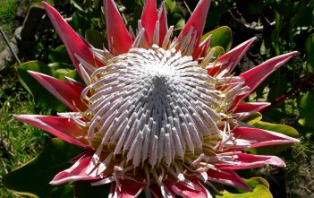 Protea cynaroides – King Protea Protea cynaroides - King Protea