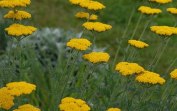 Achillea filipendulina – Fern Leaf Yarrow Achillea filipendulina - Fern Leaf Yarrow