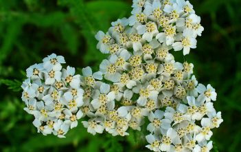Achillea millefolium – Common Yarrow Achillea millefolium - Yarrow