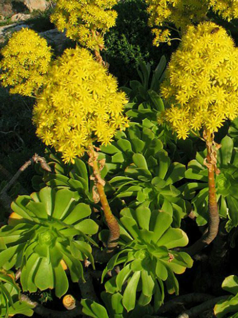 Aeonium arboreum - Pinwheel Desert Rose, Houseleek Tree | World of Flowering Plants