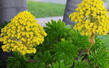 Aeonium arboreum – Pinwheel Desert Rose Aeonium arboreum - Pinwheel Desert Rose