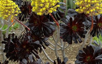 Aeonium arboreum ‘Zwartkop’ – Black Rose Aeonium arboreum 'Zwartkopf' - Black Rose