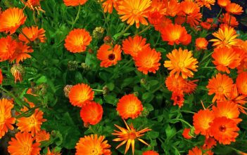 Calendula officinalis – Pot Marigold Calendula officinalis - Pot Marigold