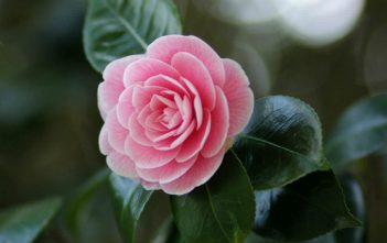 Camellia japonica – Japanese Camellia Camellia japonica - Japanese Camellia