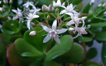 Crassula ovata – Jade Plant, Money Tree Crassula ovata - Jade Plant, Money Tree